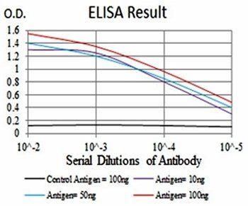 NOX4 Antibody