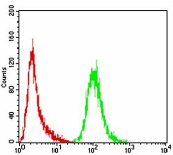 NOX4 Antibody