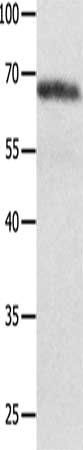 NOX4 Antibody