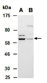 NOX4 (C) Antibody, Rabbit Polyclonal