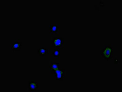NOXA1 antibody