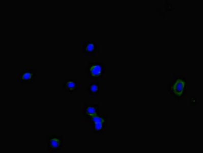 NOXA1 Antibody