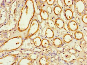 NOXA1 Antibody