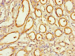 NOXA1 antibody