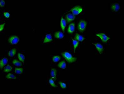 NOXO1 antibody