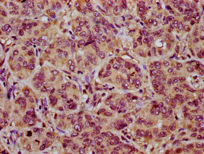 NOXO1 Antibody