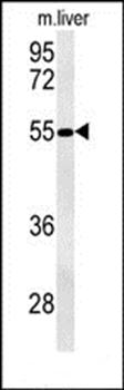 NPAL3 antibody