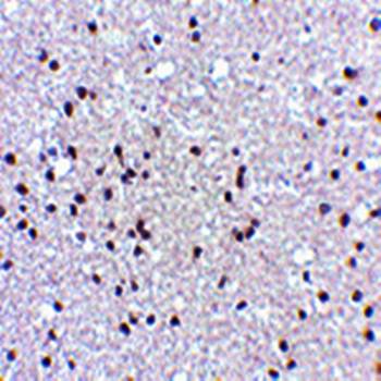 NPAS3 Antibody