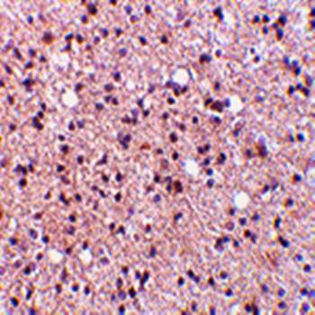 NPAS3 Antibody