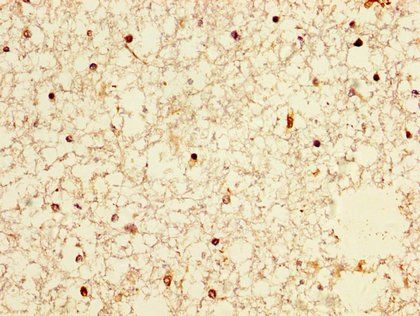 NPAS4 Antibody
