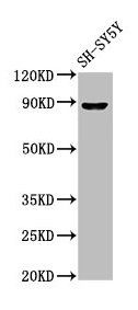 NPAS4 Antibody