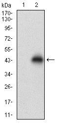 NPC1 Antibody