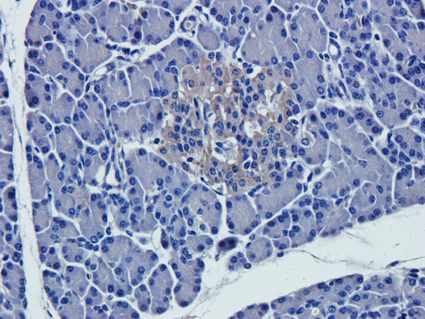 NPC1 antibody