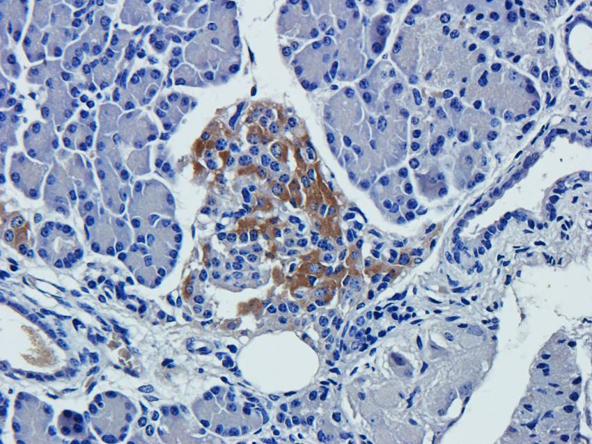 NPC1 antibody