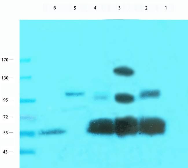 NPC1 antibody