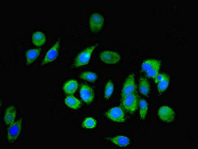 NPC2 antibody