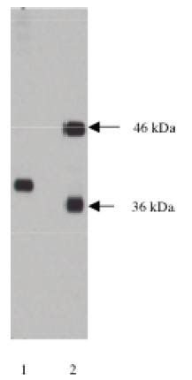 Mouse Human NPDC-1 Antibody