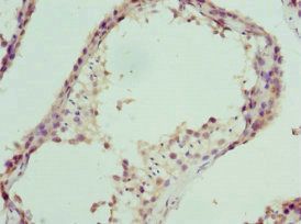 NPFF antibody