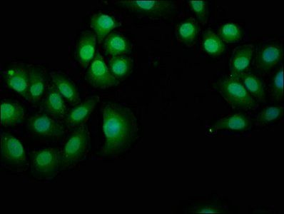 NPHP4 Antibody