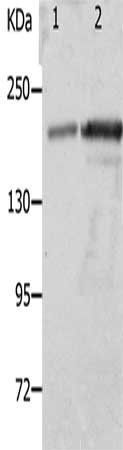 NPHS1 Antibody