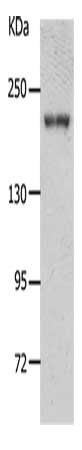 NPHS1 antibody