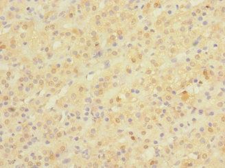 NPM2 Antibody