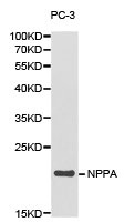NPPA Antibody