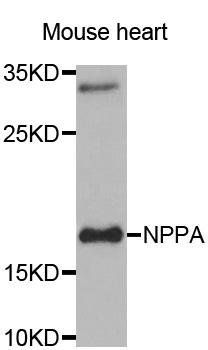 NPPA antibody