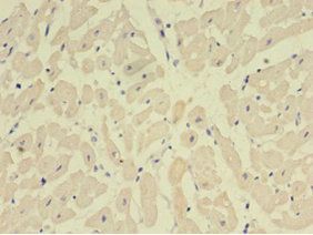 NPPB Antibody