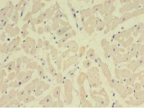 NPPB antibody