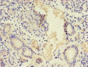 NPPB Antibody