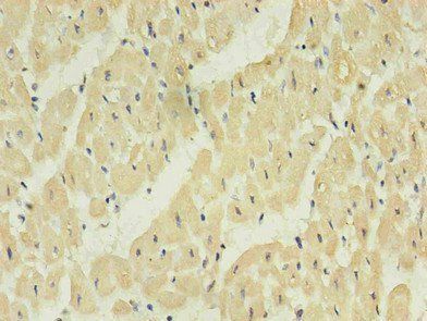 NPPB Monoclonal Antibody