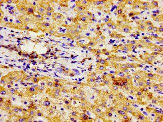 NPR3 Antibody