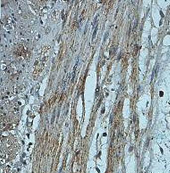 NPSR1 Rabbit Polyclonal Antibody
