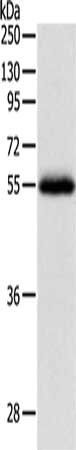 NPY1R Antibody
