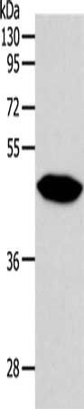 NPY1R Antibody