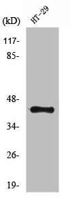 NPY2R antibody