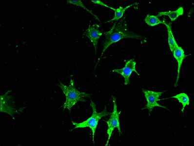 NPY6R antibody