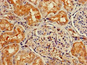 NPY6R Antibody