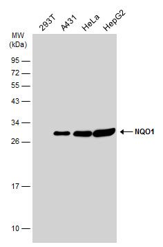 NQO1 antibody [C2C3], C-term