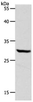 NQO1 Antibody
