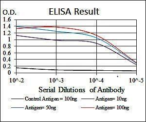 NQO1 Antibody