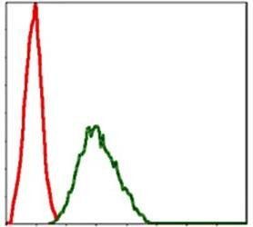 NQO1 Antibody