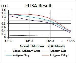 NQO1 Antibody