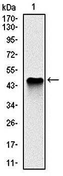 NQO1 Antibody