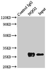 NQO2 antibody