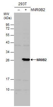 NR0B2 antibody