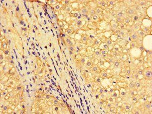 NR1D1 Antibody