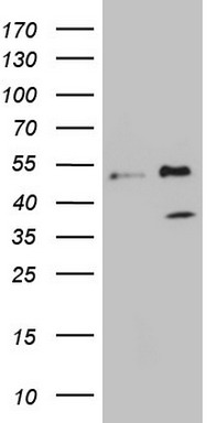 NR1D2 Antibody