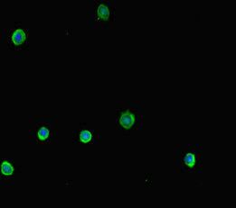 NR1H2 Antibody